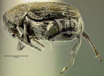 Media type: image;   Entomology 25061 Aspect: habitus lateral view